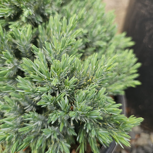 Juniper Shrubs