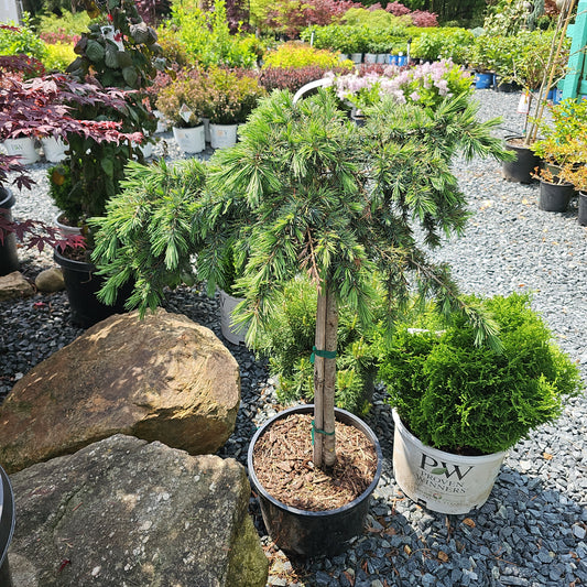 Cedrus 'Prostrate Beauty' - Deodar Cedar