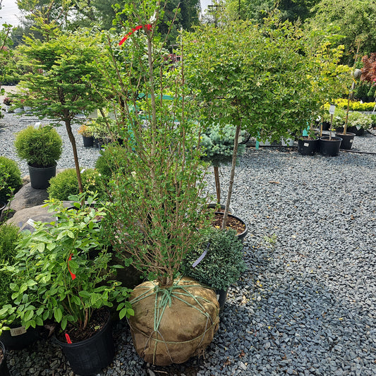 Ginkgo 'Menhir'