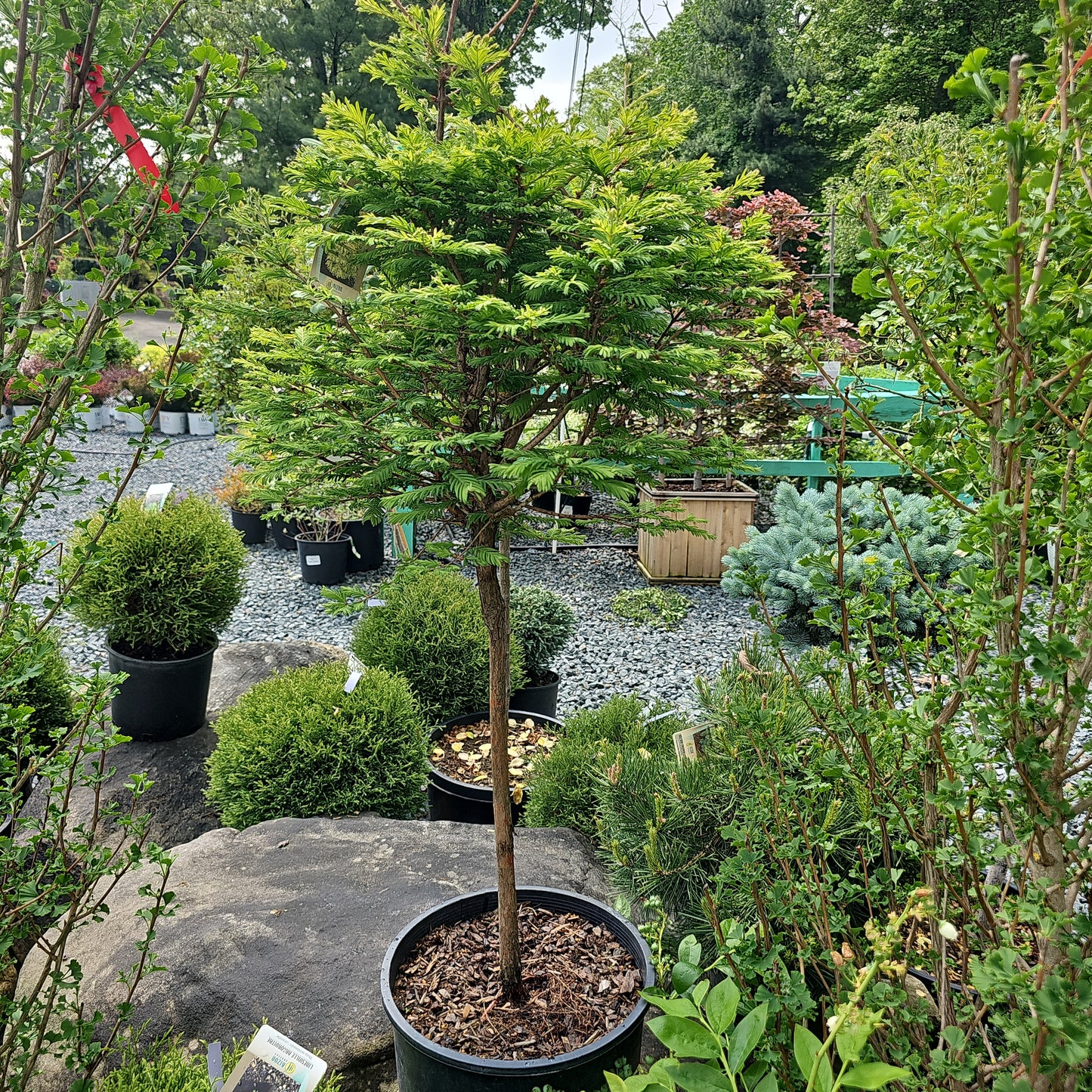 Metasequoia 'North Light' #6