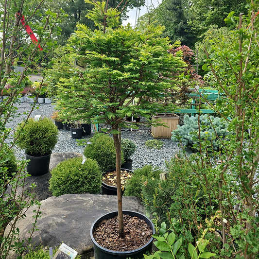 Metasequoia 'North Light' STD - Dawn Redwood