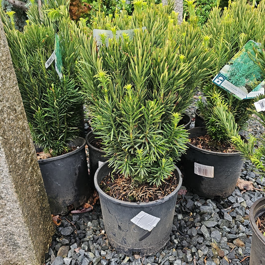 Cephalotaxus 'Fastigiata' - Upright Jap. Plum Yew