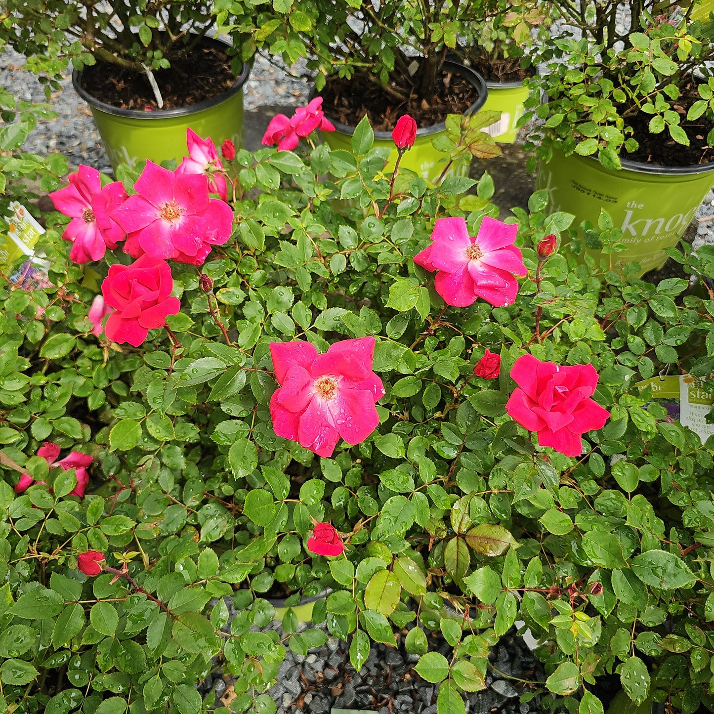 Rosa - Knock out Roses