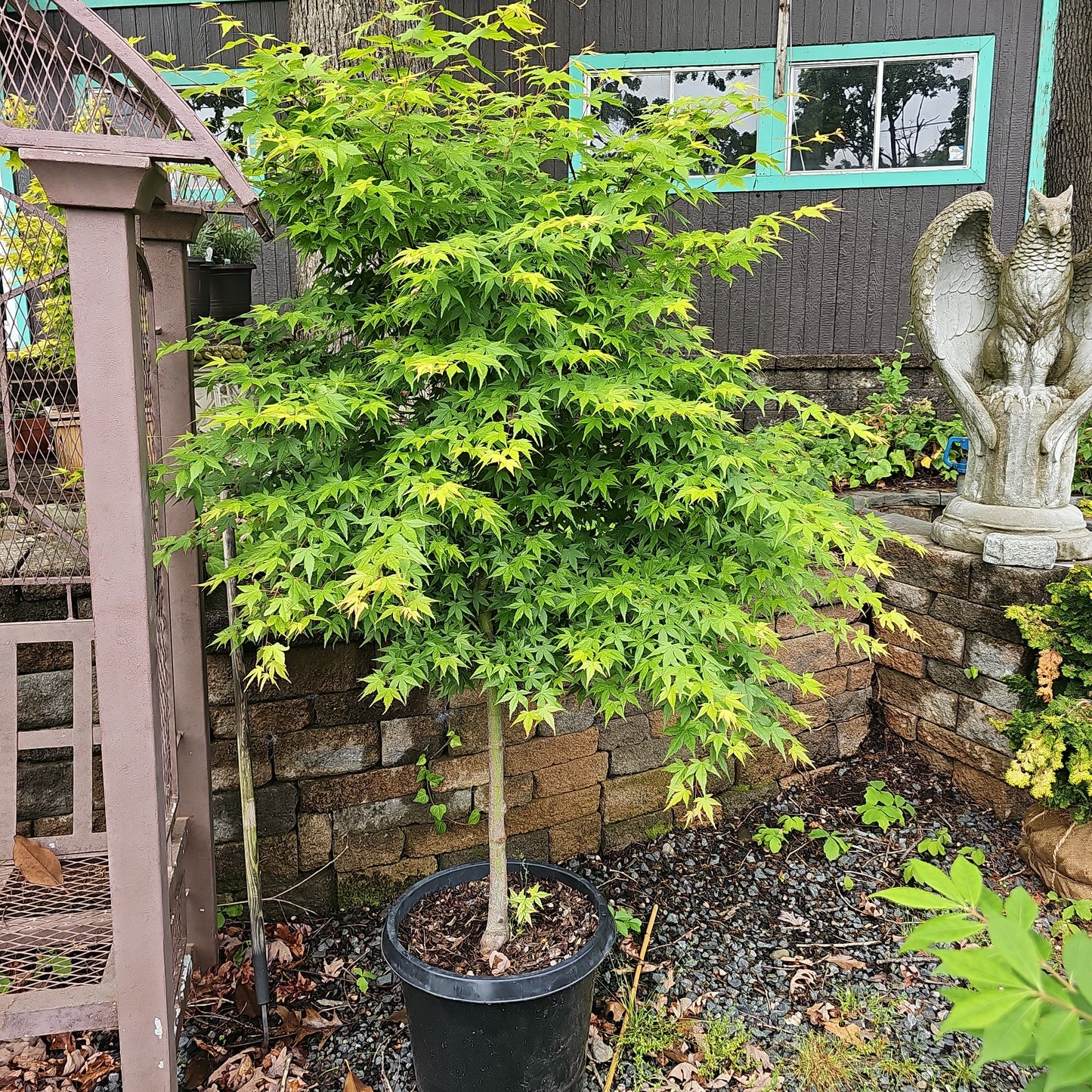 green maple tree indoor plant Acer Palmatum