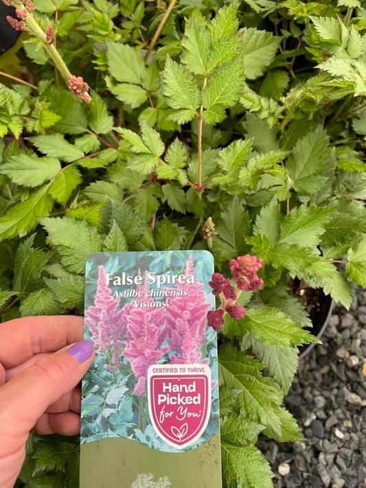 Astilbe
