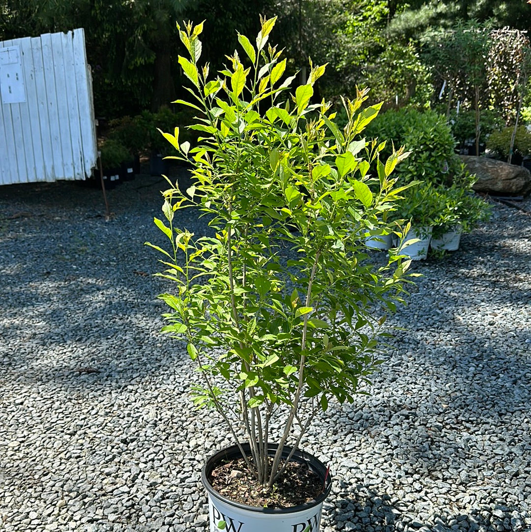 Ilex 'Berry Poppins' - Winterberry Holly