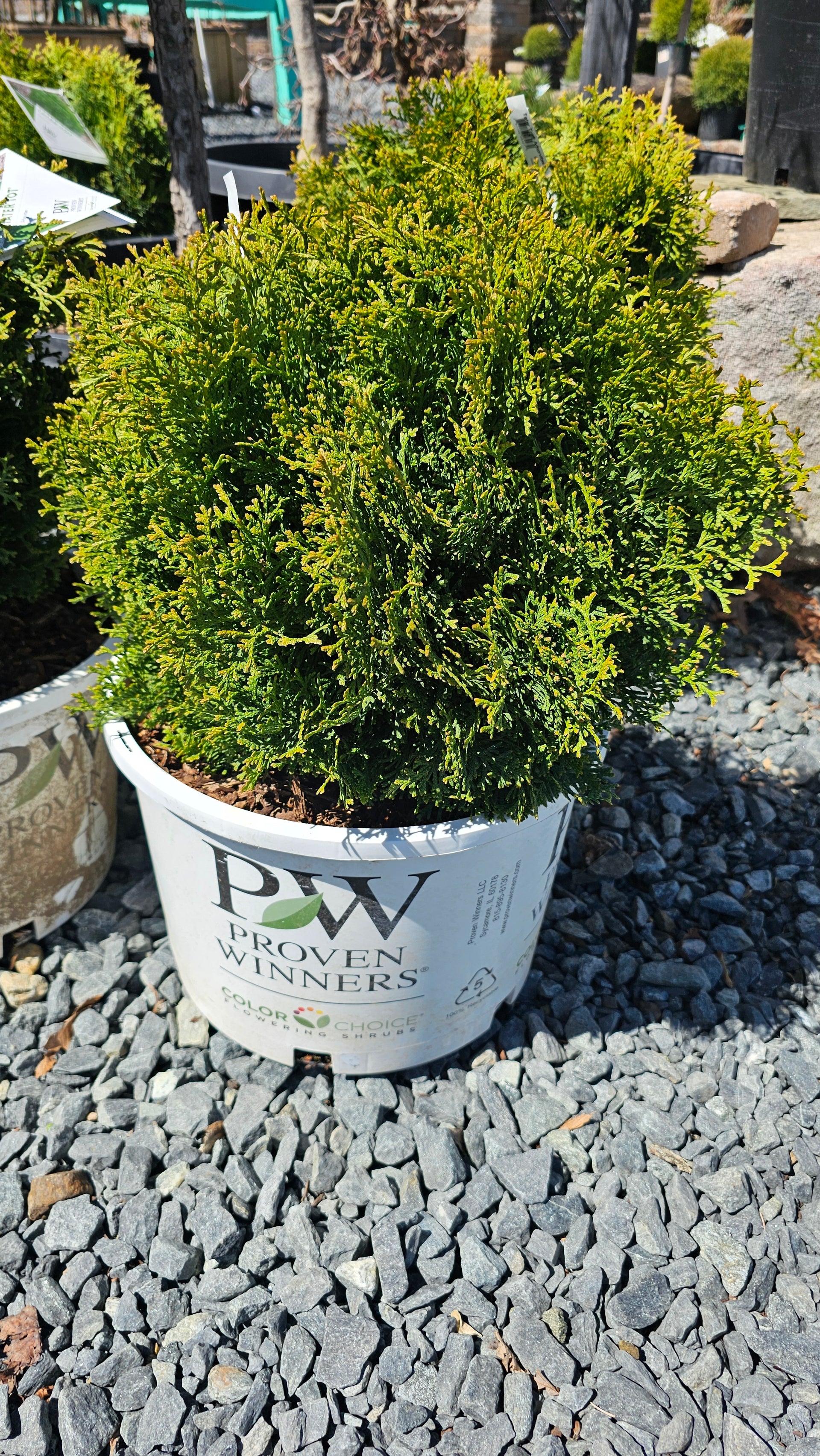 Thuja 'Tater Tot'