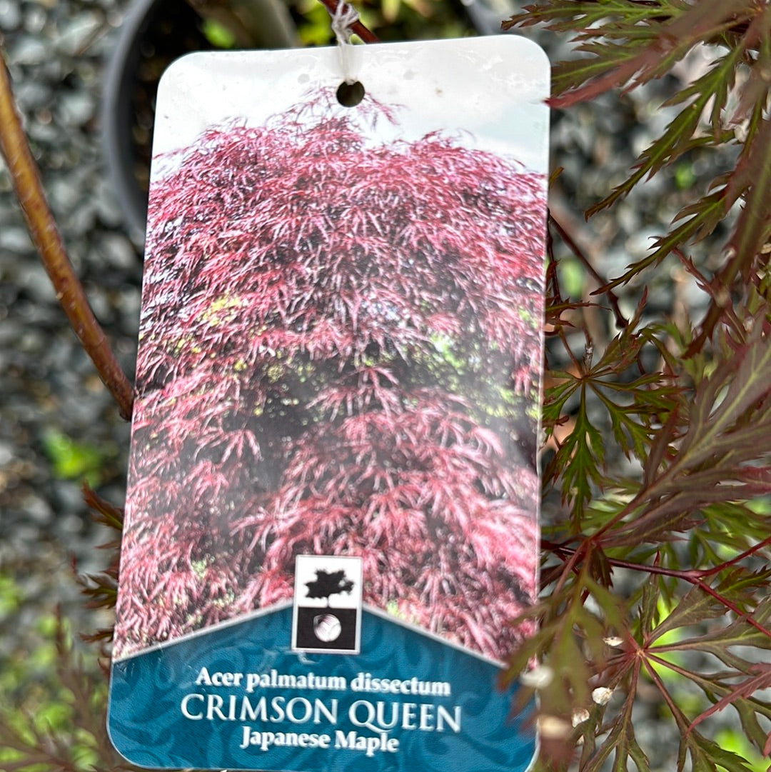 ACR030 (ACER CRIMSON QUEEN #3)