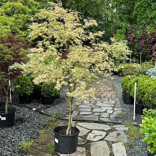 ACR089 (ACER BUTTERFLY JAP MAPLE #7)