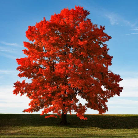 Acer Red Sunset