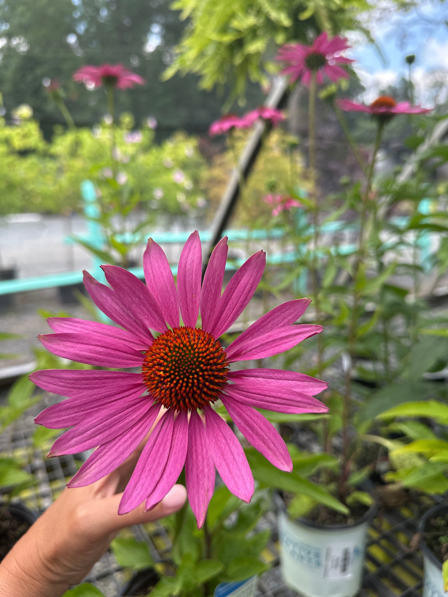 Echinacea - Coneflower