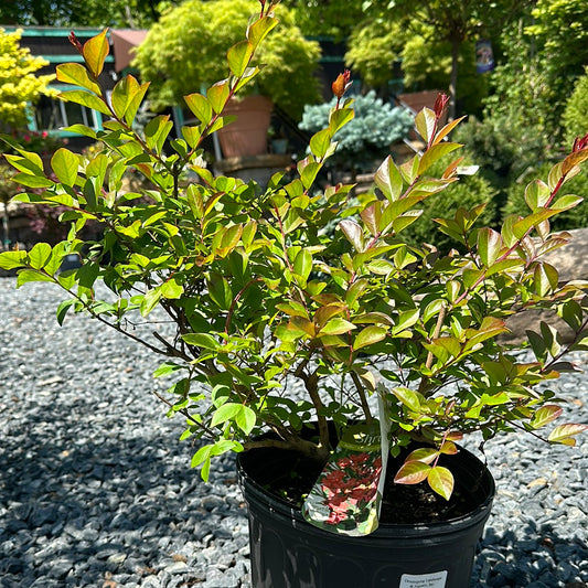 Lagerstroemia 'Bellini'- Crape Myrtle Shrub