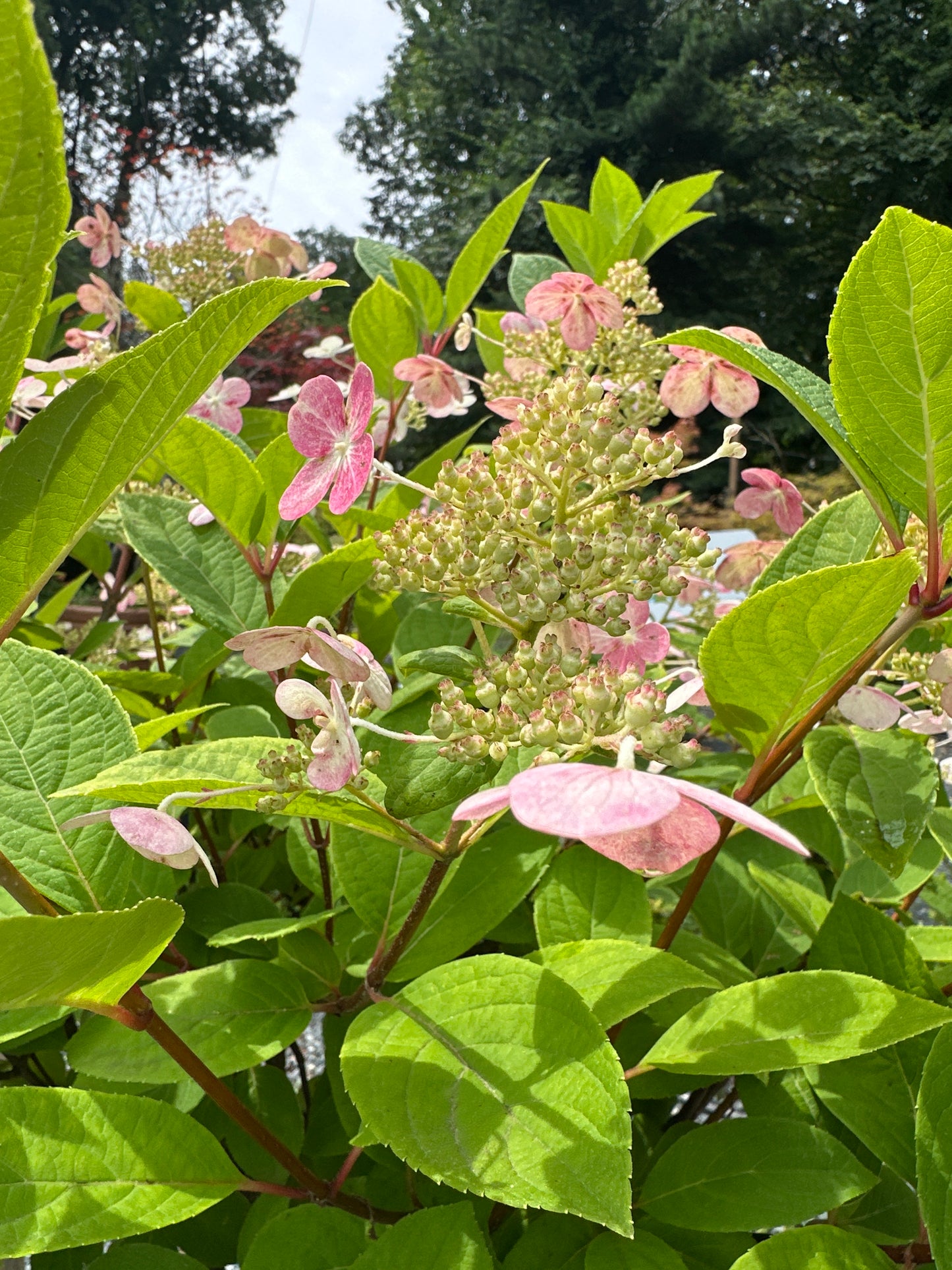 Hydrangea 'Quick Fire' STD