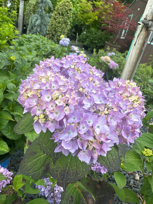 Hydrangea mac. 'Endless Summer'