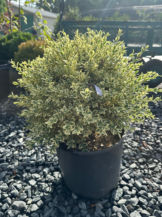 Buxus 'Aurea Variegata' - Variegated Boxwood