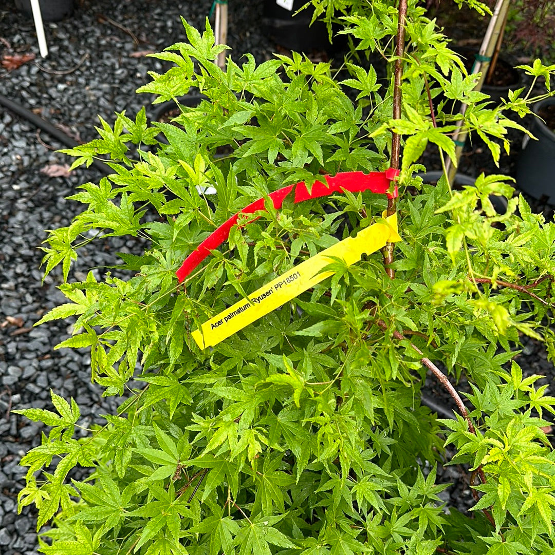 Acer palmatum 'Ryusen' #6; Staked