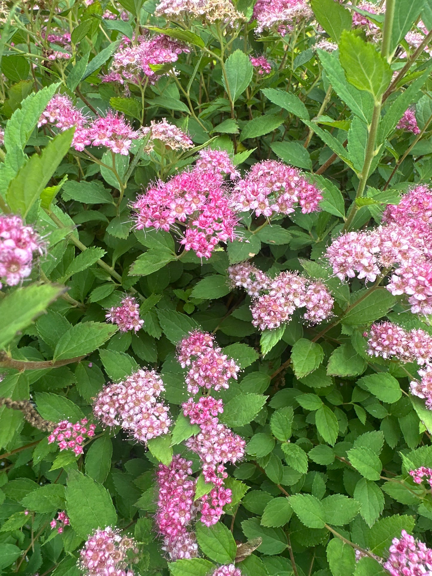 Spiraea - Shrubs