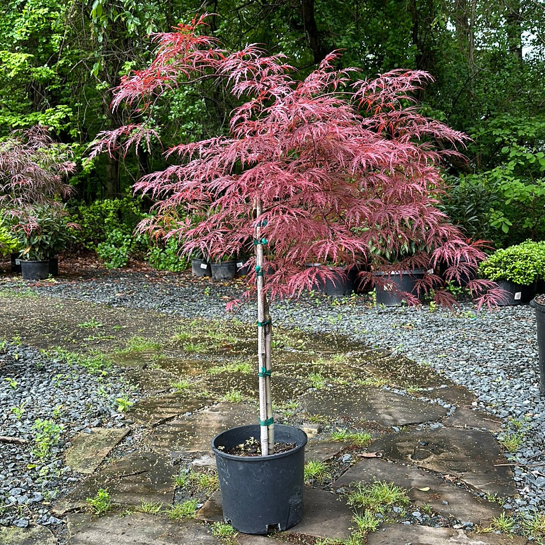 ACR030 (ACER CRIMSON QUEEN #3)