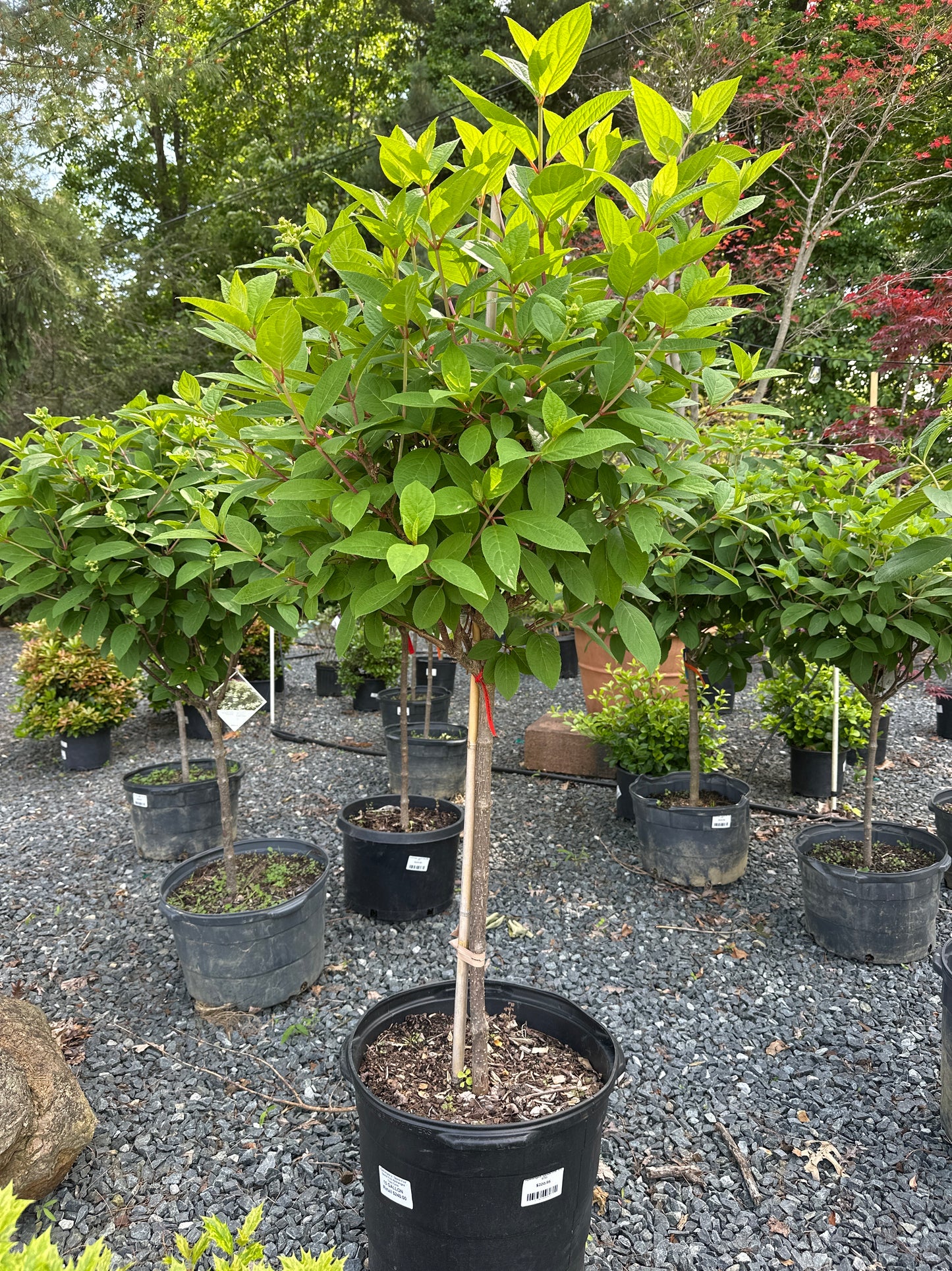 Hydrangea 'Quick Fire' STD