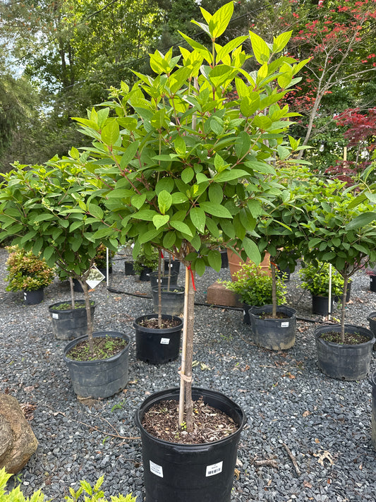 Hydrangea 'Quick Fire' STD