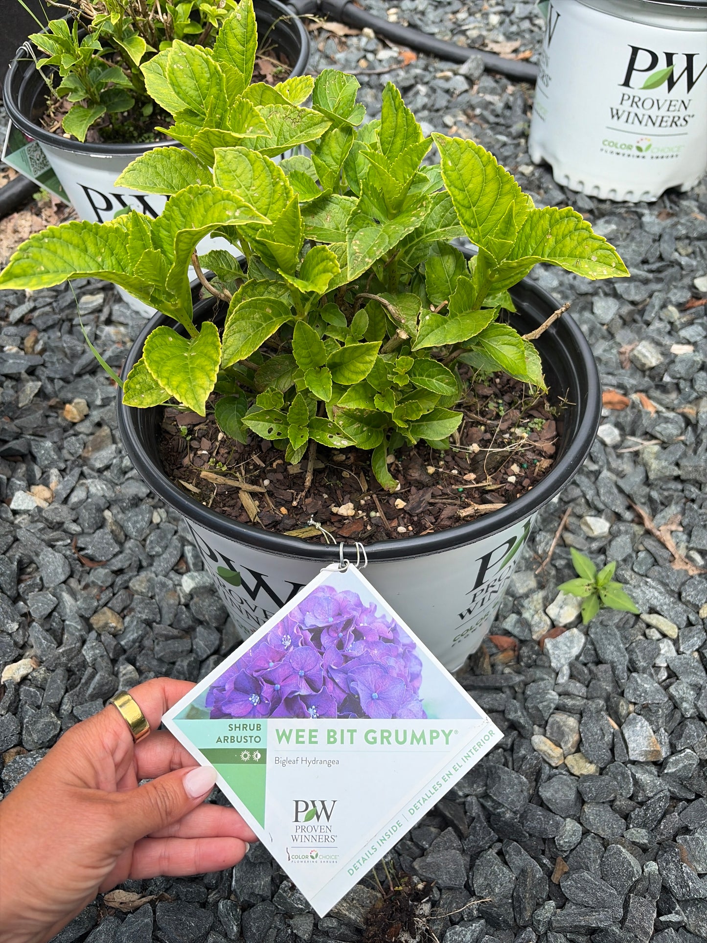 Hydrangea 'Wee  Bit Grumpy' #3