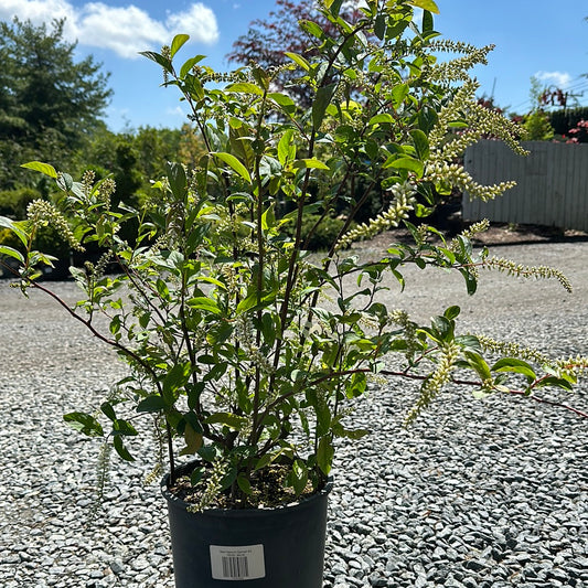 Itea 'Henry's Garnet'