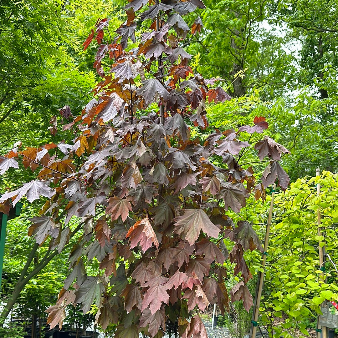 Acer 'Crimson King' 6-8' #15 – Greenspring Nursery & Stone