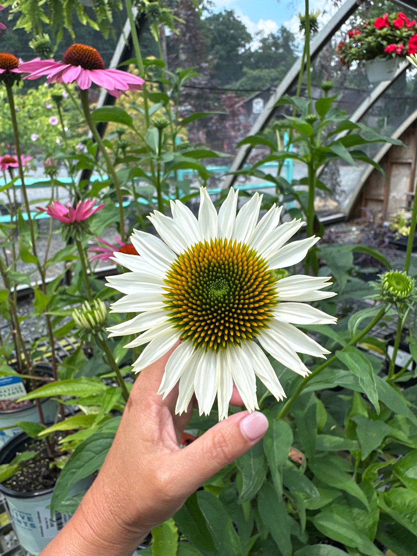 Echinacea - Coneflower