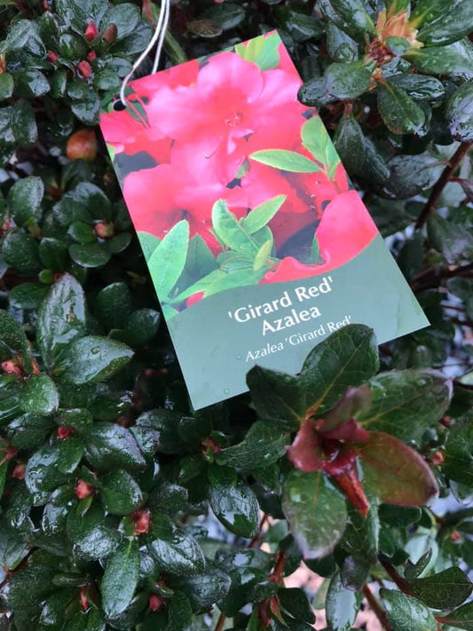 Azalea - Red Flower
