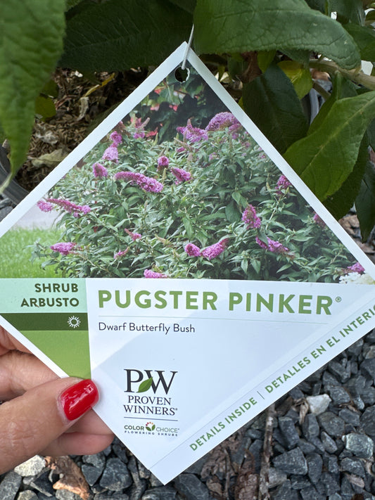 Buddleia 'Pugster'