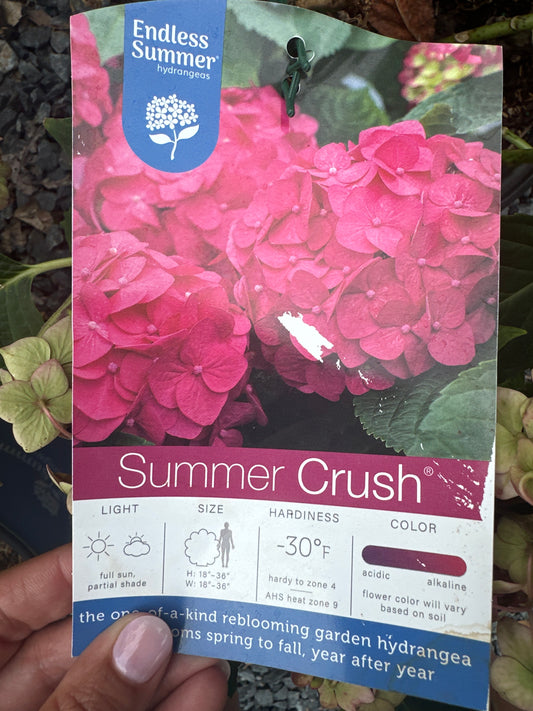 Hydrangea 'Summer Crush'