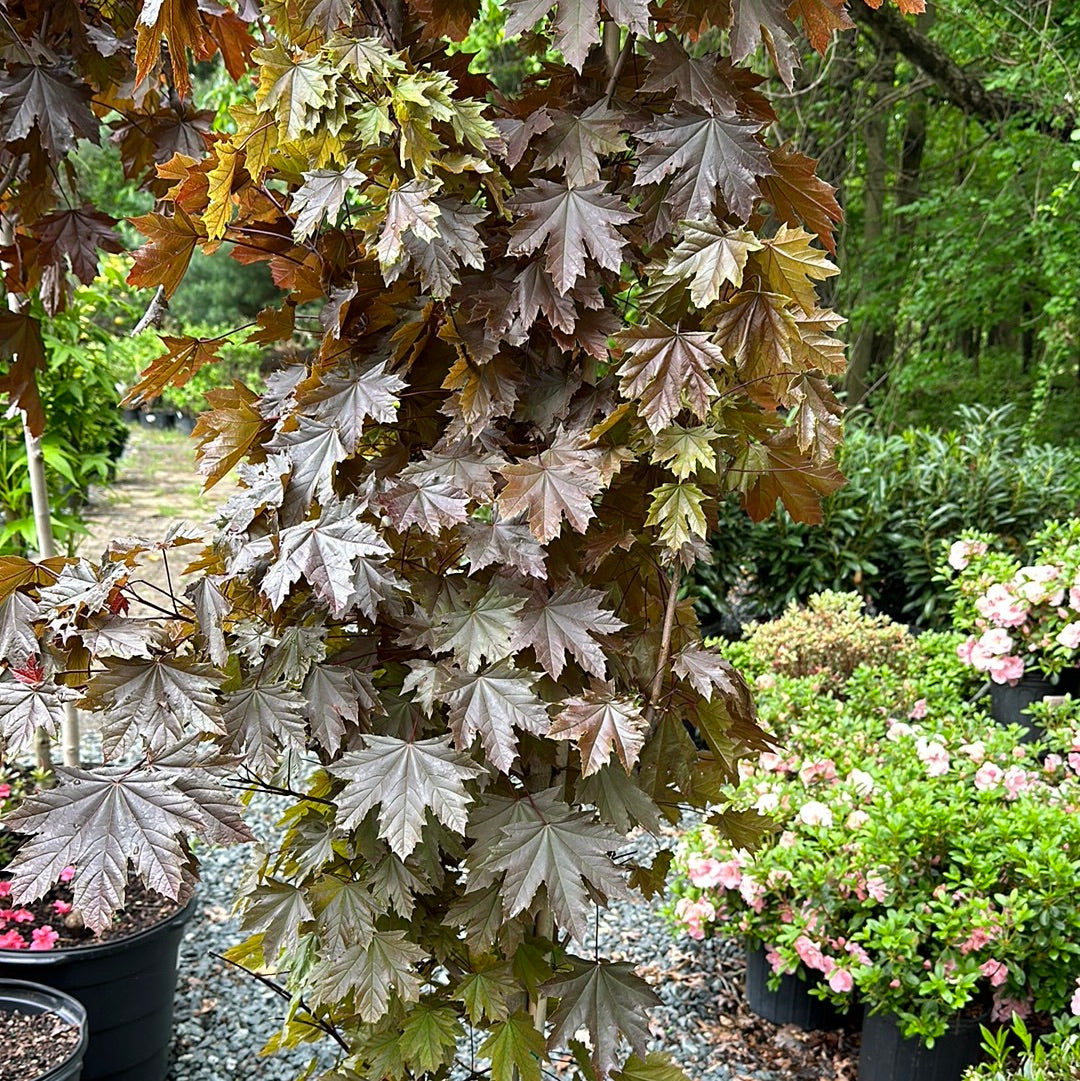 Acer 'Crimson Sentry' #7