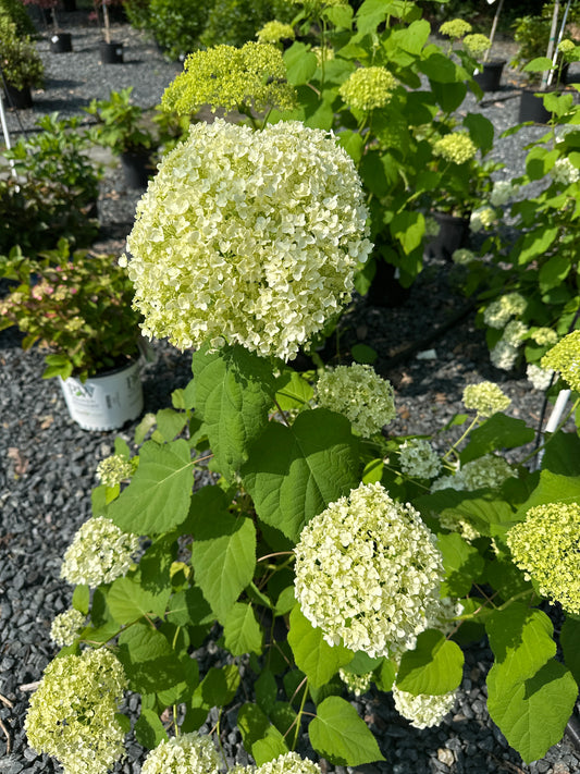 Hydrangea 'Annabelle'