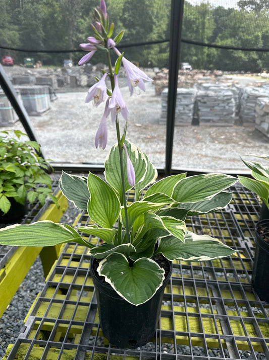 Hosta