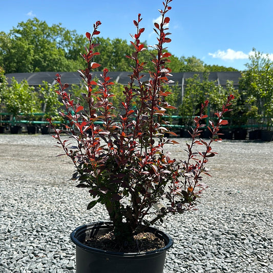 Berberis 'Crimson Pigmy' - Barberry