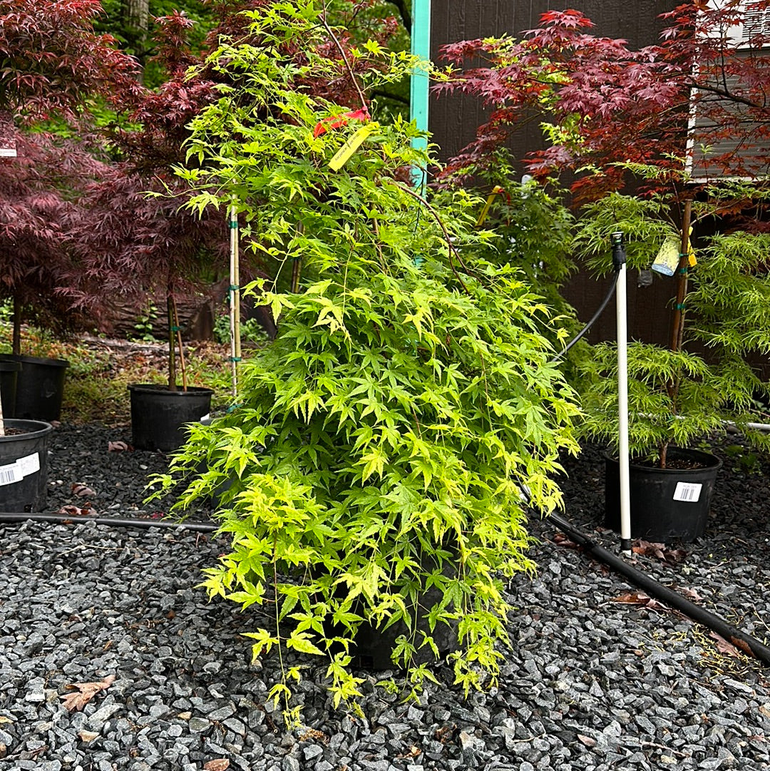 Acer palmatum 'Ryusen' #6; Staked