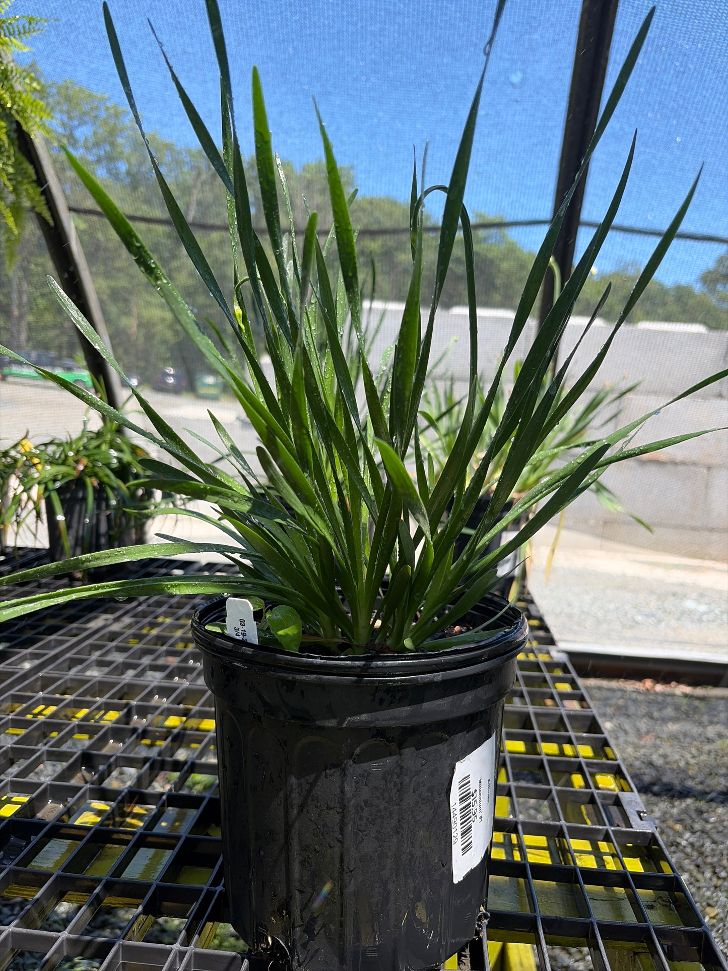 Allium