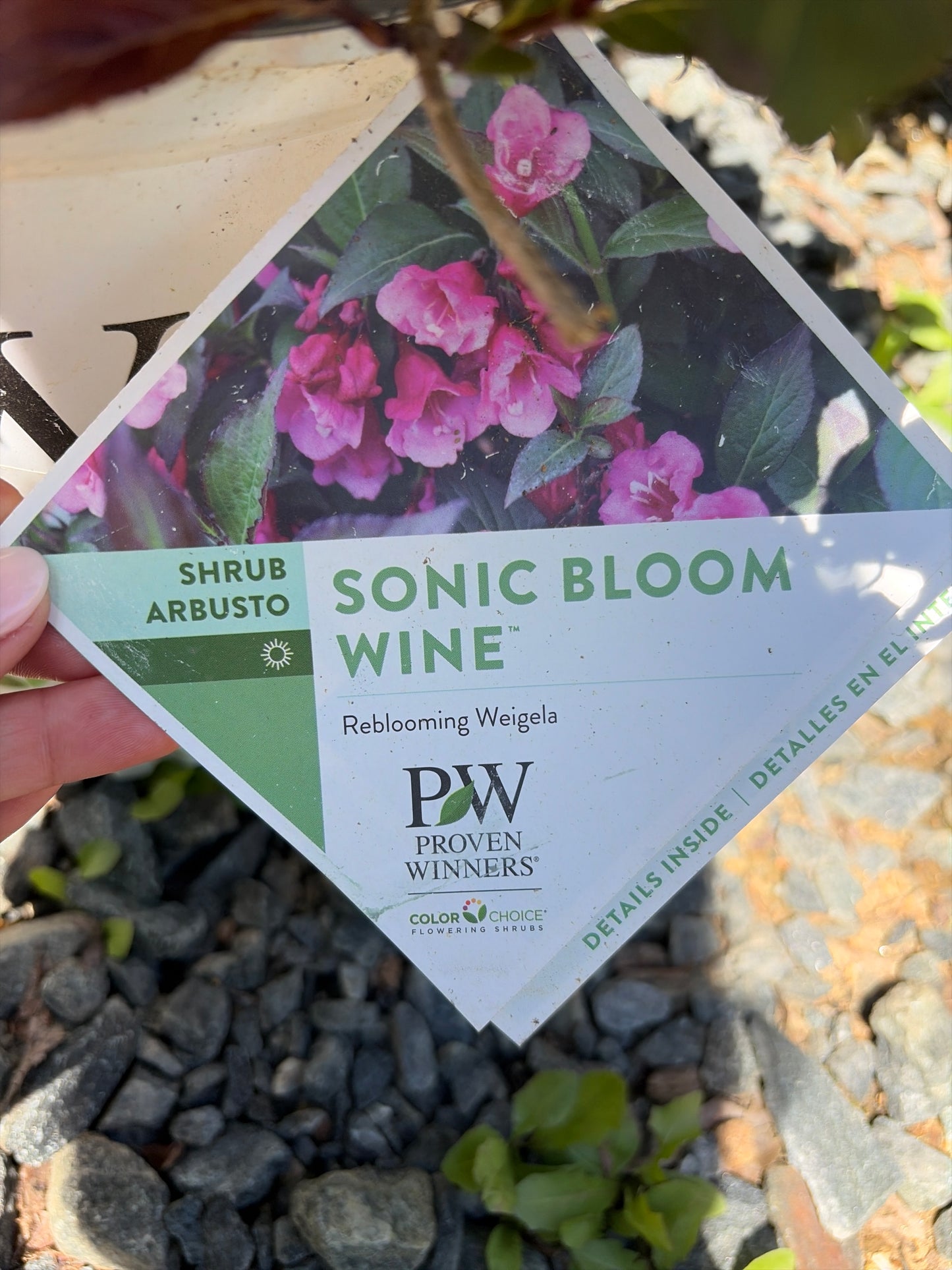 Weigela 'Sonic Bloom'