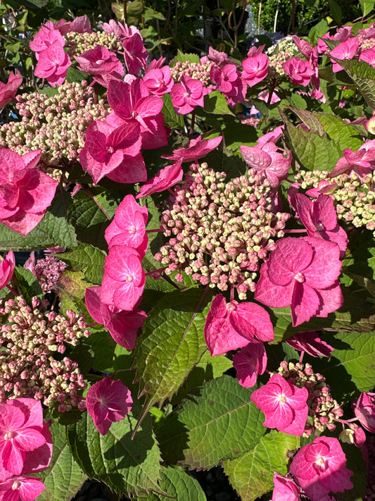 Hydrangea serr. 'Tuff Stuff Top Fun'
