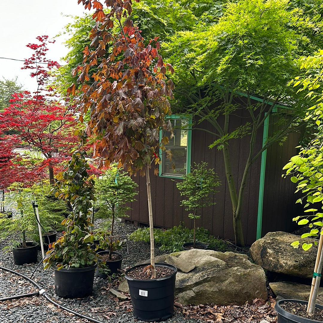 Acer 'Crimson King' 6-8' #15