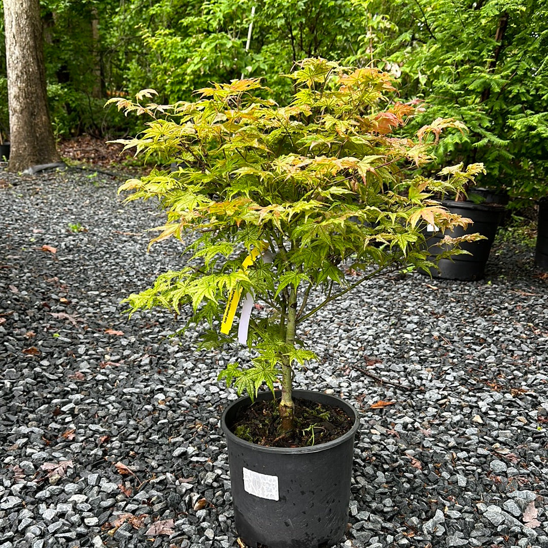 Acer palmatum 'Peaches & Cream' #3