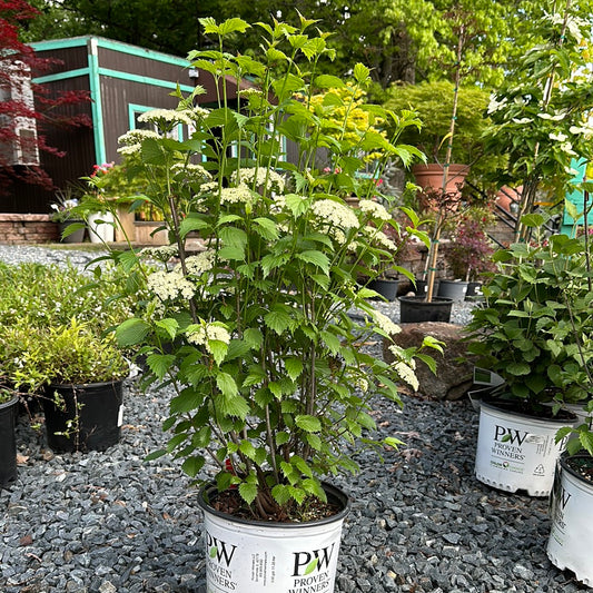 Viburnum Den. 'Blue Muffin'