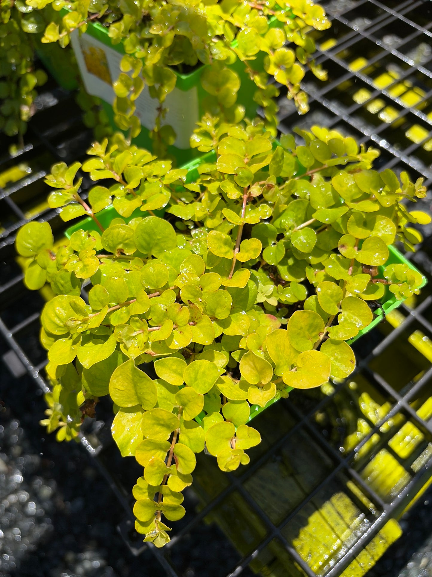 Lysimachia nummularia 'Aurea'