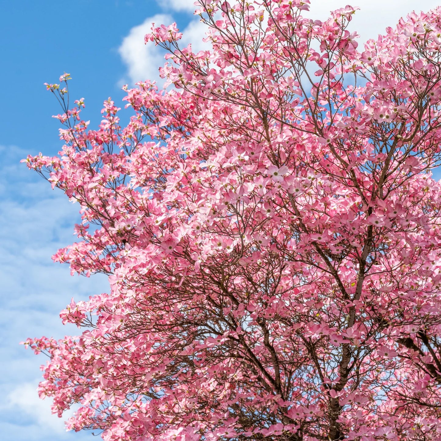 Cornus 'Stellar Pink'