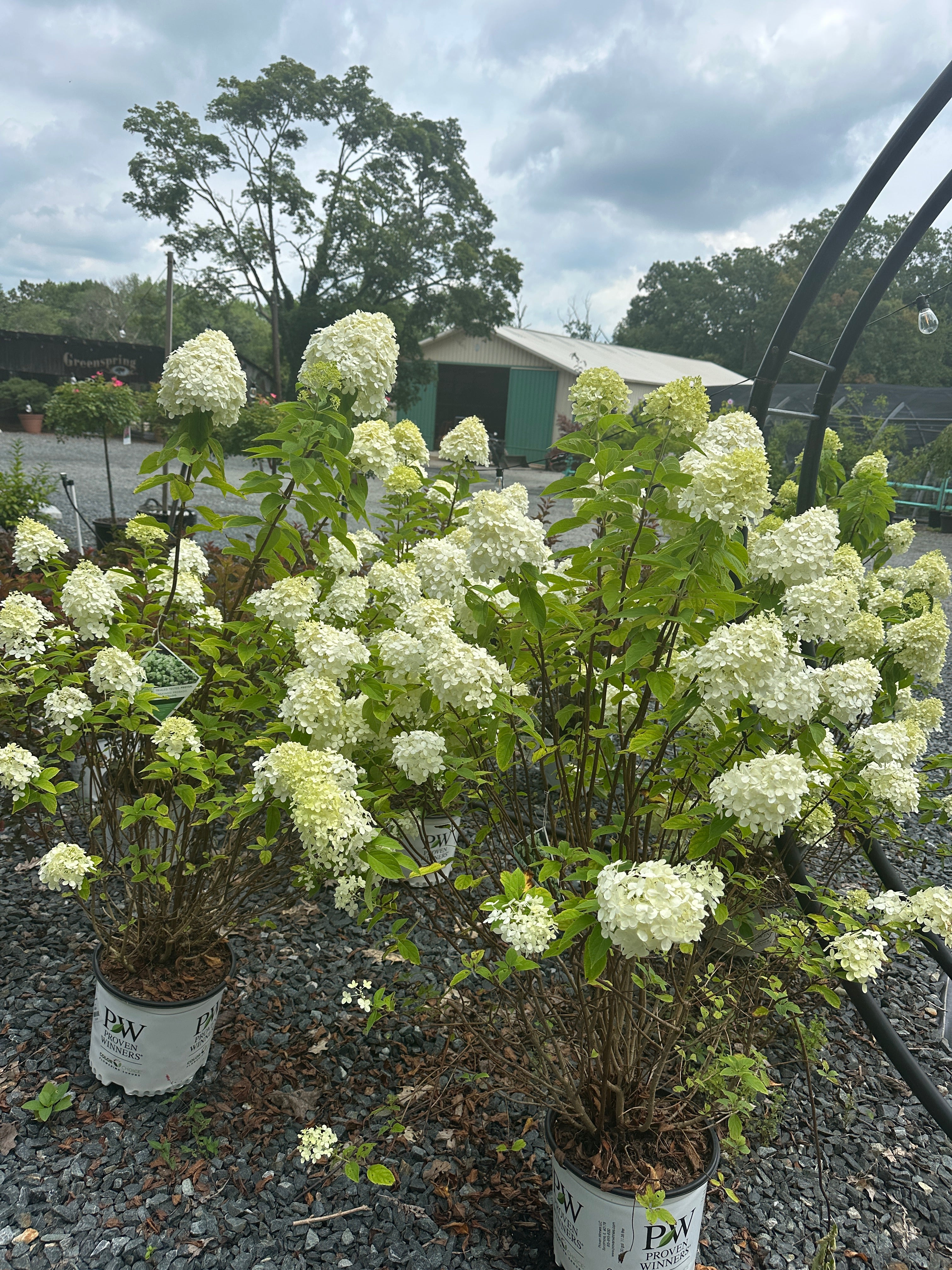 Limelight Spring Hydrangea 'Limelight' – Greenspring Nursery & Stone
