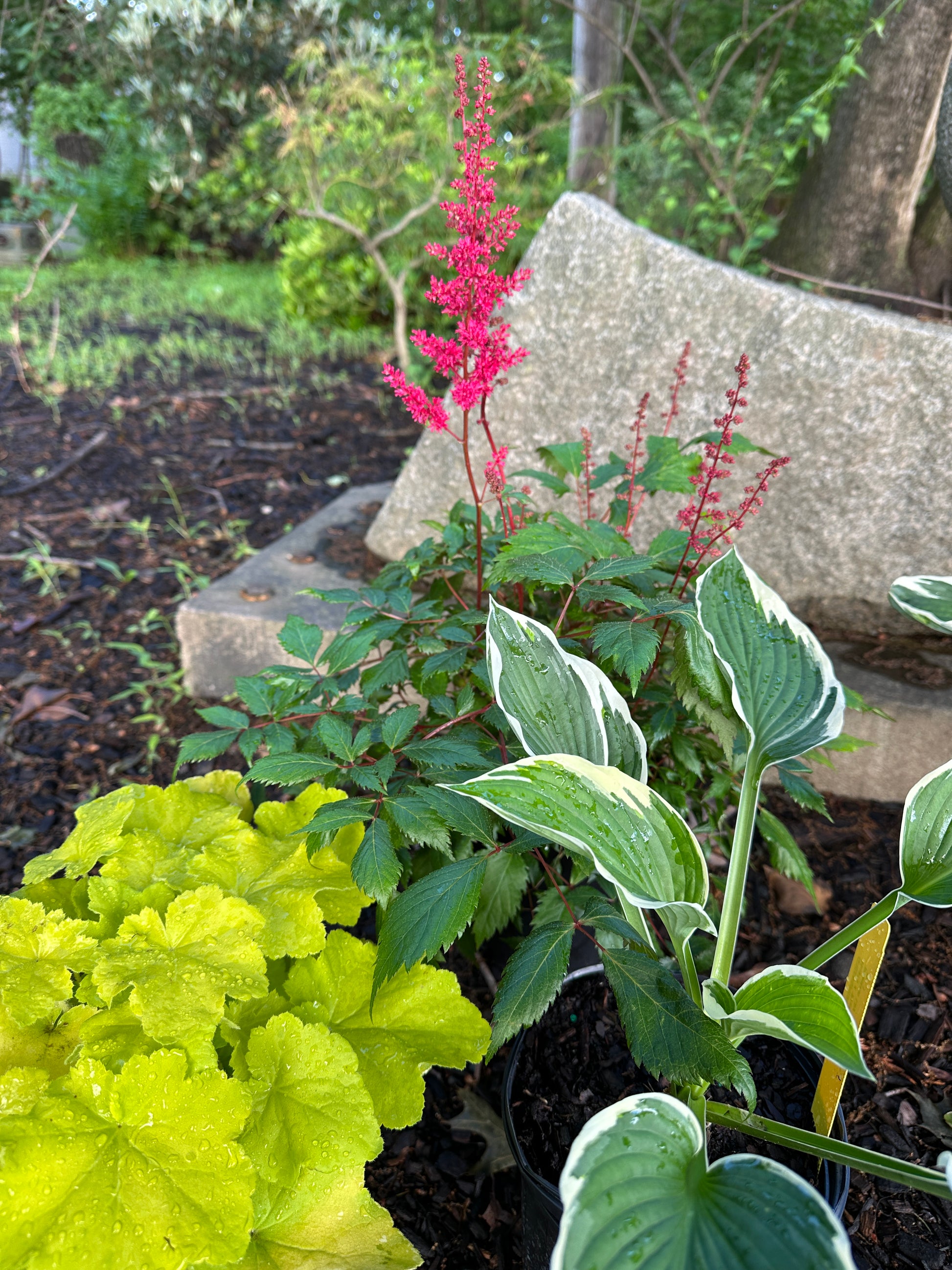 deer resistant shade plants for pots Shade Garden Package – Starter (Deer-Resistant) – Greenspring Nursery & Stone