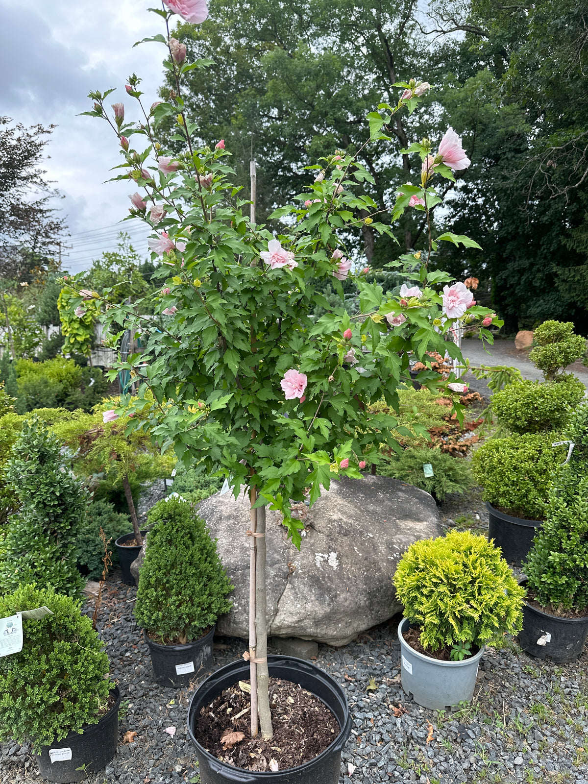 Std Roses Hibiscus 'Pink Chiffon' STD - Rose of Sharon – Greenspring Nursery & Stone