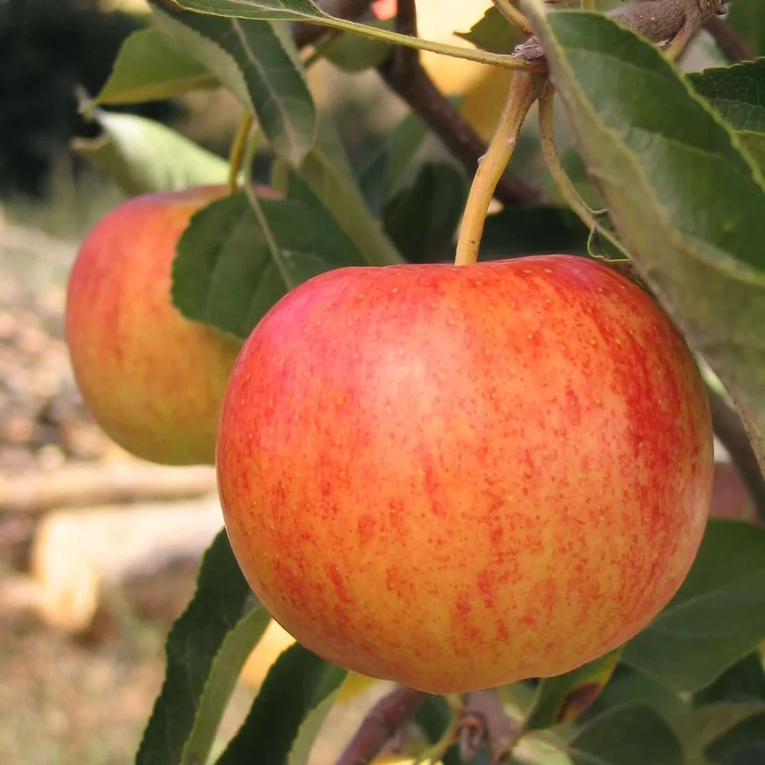 Malus Gala #7