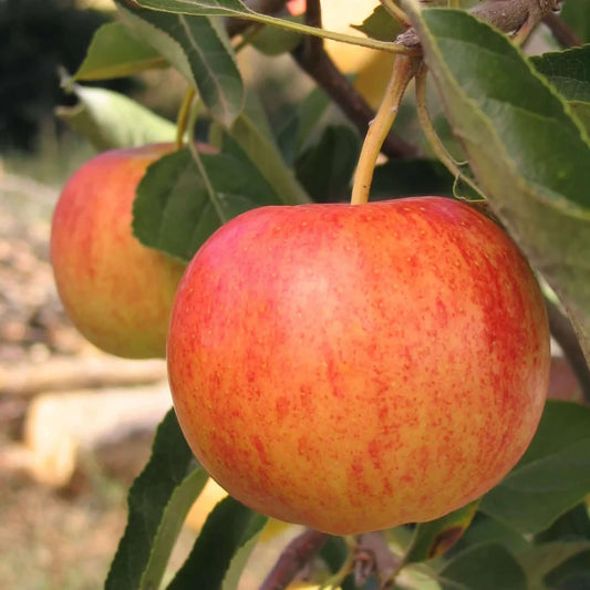 Malus Gala #7