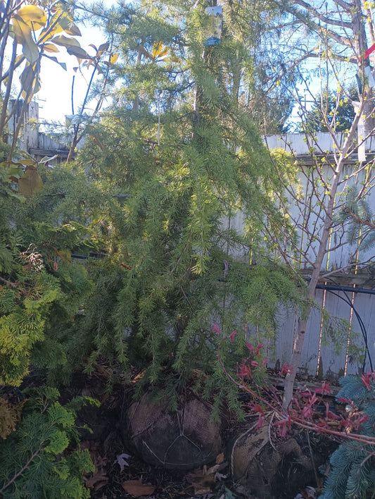 Cedrus Deodara 'Aurea' - Deodar Cedar
